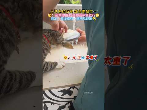 人洗魚的時候 貓非要幫忙💥❗ 🐱：人 幫了你 分我一半就行😳 網友：大饞貓 沒一個腳趾豆都在用力🤣 #cat #cute #funny #shorts #funnyshorts thumbnail
