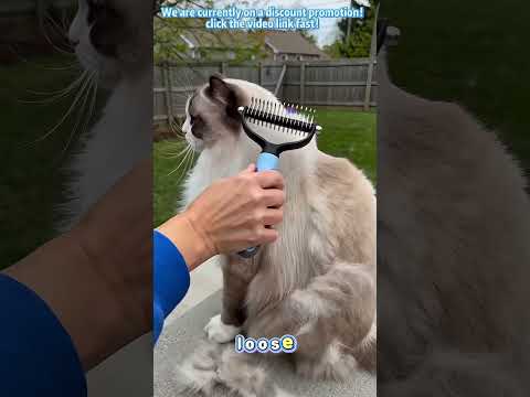 #petaimerph #dog #petsupplies#SummerVibes thumbnail