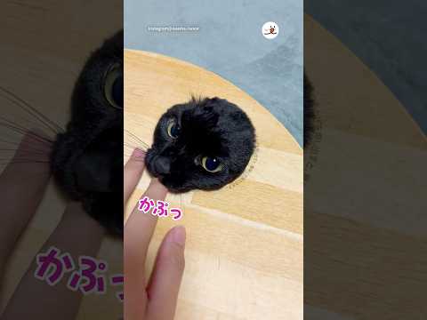 かぷっの瞬間がかわいい｜PECO thumbnail