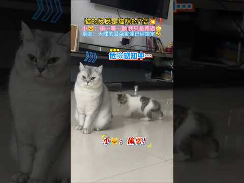 貓的反應是貓咪的7倍💥❗ 小🐱：偷…襲！沒…沒事…路過😳 網友：大貓的耳朵雷達已經鎖定🐮 #cat #cute #funny #funnyshorts #shorts thumbnail