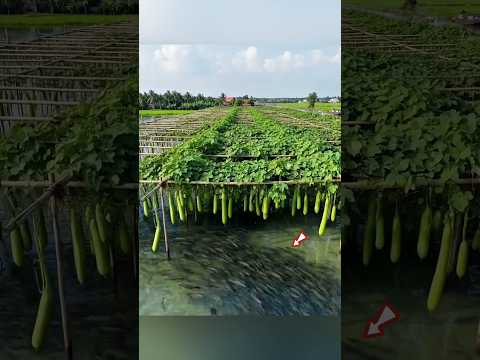Fishing And Farming 🐟😱 thumbnail