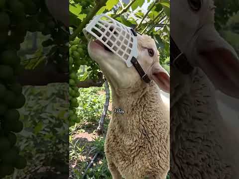 ليش يربطون الخرفان بهالطريقة؟ thumbnail