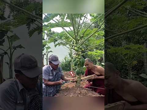 Small Papaya Tree 🤯 thumbnail