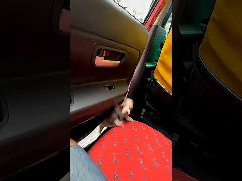 OMG  -  Too dangerous ??? #funny #shortvideo thumbnail