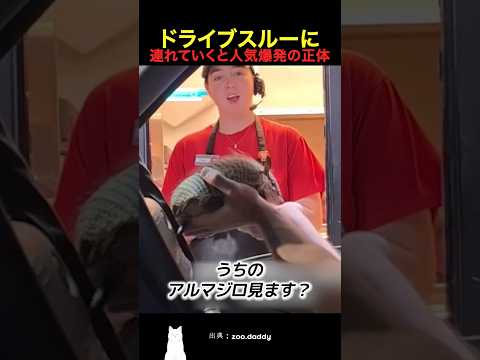 ドライブスルーに連れていくと人気爆発の正体 thumbnail