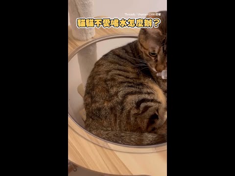 【貓咪不喝水怎麼辦？】奴才把水滴在貓身上　利用理毛習慣騙水喝XD！ #Shorts thumbnail
