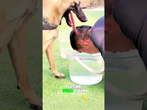 💡🐶😱 The Dog Got Tired… Then Did THIS to Win! #funny thumbnail