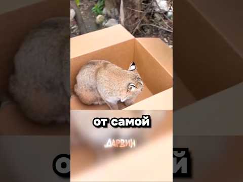 Все кошки одинаковые thumbnail