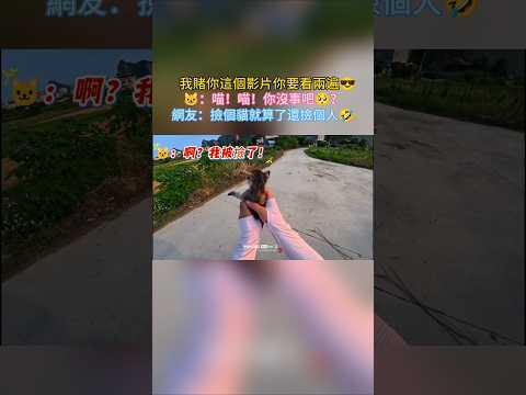 我賭這個影片你會看兩遍😎 🐱：喵！喵！喵~你沒事吧❓ 網友：撿個貓就算了 還撿個人🐮 #cat #cute #funny #shorts  #funnyshorts thumbnail