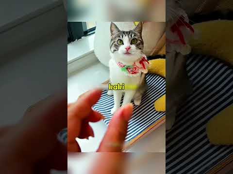 Kucing nakal ketahuan oleh pemiliknya🤍 thumbnail
