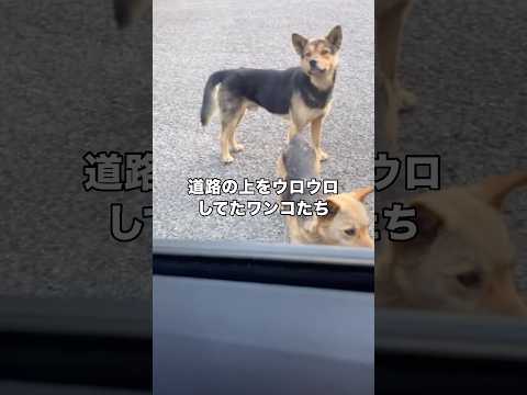 道路の上をウロウロしていた野良犬に遭遇した #野良犬 #保護犬 #野犬 #shorts thumbnail