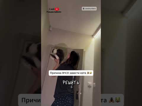 Очередная Причина Завести Кота 😹 thumbnail