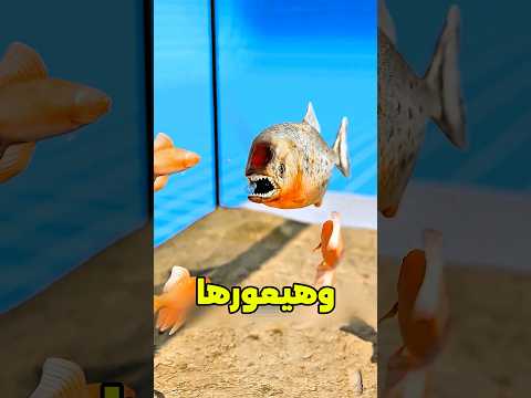 سمكة البيرانا في مواجهة الأسماك العادية..?? thumbnail