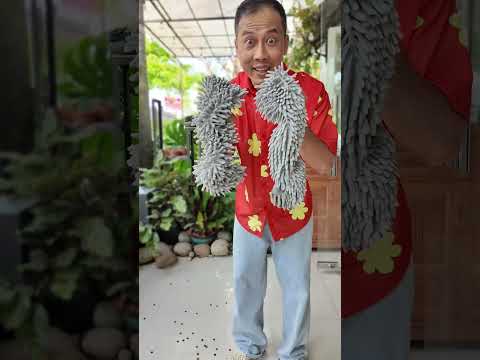 Cách Lau Sàn Này Thật Thú Vị #haongchu thumbnail