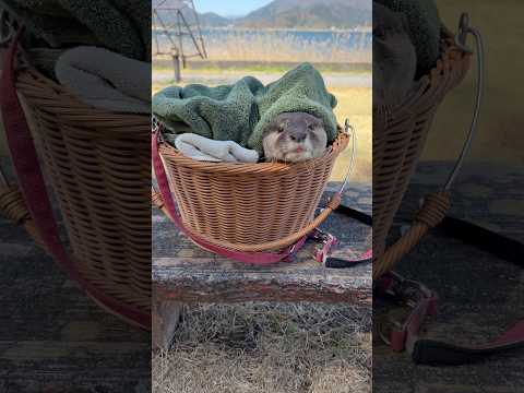 湖畔にポツンとカゴが落ちてたらカワウソが入ってるかもしれない😏😏 There Might Be an Otter Inside😏😏 #shorts thumbnail
