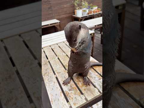 【悲報】カワウソさん、凍ったホタテが離れなくなってしまう😳😳 [Sad News] The Otter Can’t Seem To Get the Frozen Scallop Off #shorts thumbnail