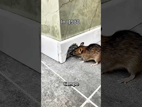 Las ratas finalmente encontraron su igual 😱 #Catsoftiktok #CatLovers  #FunnyCats #catcartoon #fyp thumbnail