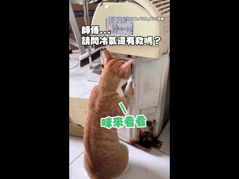 【認真的貓最帥】貓咪師傅仔細查修冷氣 手臂肌肉都炸出來了XD #Shorts thumbnail