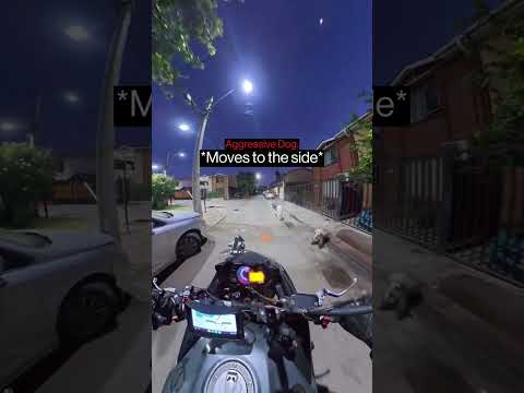When A Biker Runs Into A Crazy Dog… thumbnail