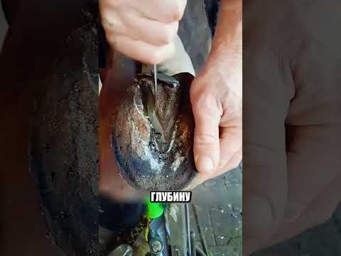 Кузнец спас лошадь от ПРОДАЖИ🤯🐴✨ thumbnail