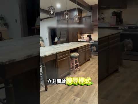 機靈小狗玩轉捉迷藏 thumbnail