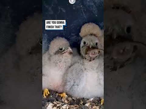 Who knew Kestrel chicks ate like this ?? #shorts #birds #birdwatching #wildlife #animals thumbnail