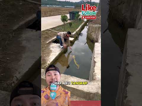 Judul: "Detik-detik Menangkap Naga ? ☺️?? #comedy Shorts #plottwist #funnyvideo #lucu #douyin thumbnail