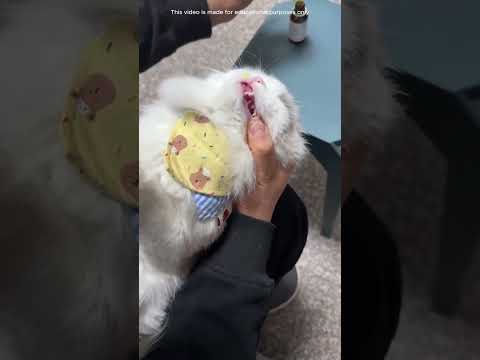 Il gattino si è rifiutato di prendere la medicina 💊😂 thumbnail