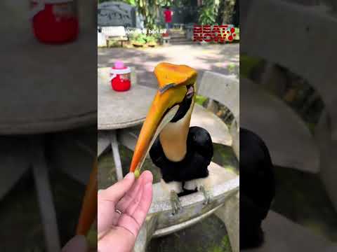 Sách giáo khoa gặp sách đỏ =))  #beatnetwork #beatnow thumbnail