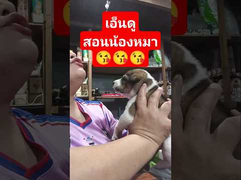 เอ็นดูน้องหมา #ช่วยสัตว์ #funny #ทาสหมา #pets #news #memes #animals #puppy #ช่วยชีวิตสัตว์ #ghost thumbnail