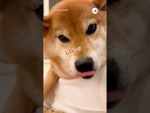 喋りながらレロンッを連発する柴犬｜PECO thumbnail