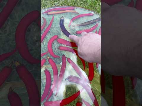 Сгнили или выжили? Что стало с перцами в эпоксидке спустя 6 лет? #art thumbnail