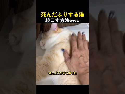死んだふりする猫起こす方法www thumbnail