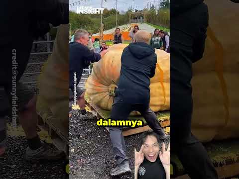 Quả bí ngô khổng lồ thumbnail