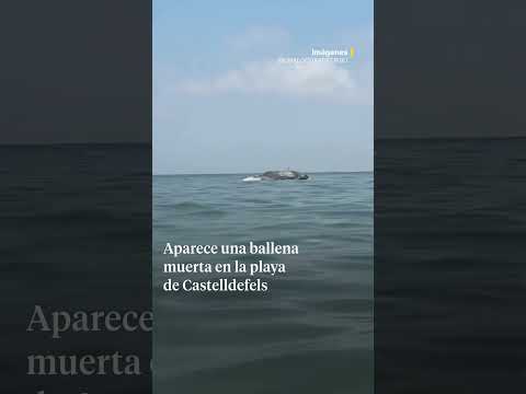 ballenaLlega hasta las playas de Sitges el cadáver de una hembra de cachalote atropellada thumbnail