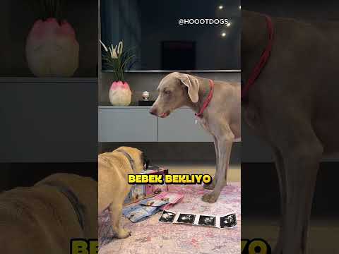 Evcil Hayvanlar Durumu Çok Yanlış Anladı.. ❗🐶 (HOOOTDOGS /YT) thumbnail