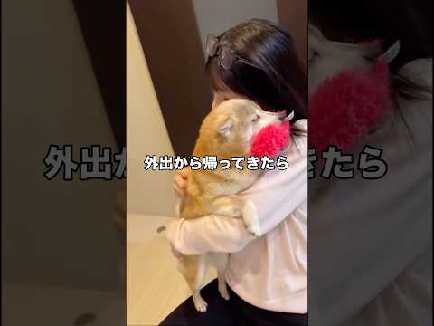 帰宅すると必ずおもちゃを探し咥えてからお出迎えしてくれる豆柴 #豆柴 #柴犬 #いぬのきもち #shorts thumbnail