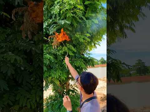 เจอรังน้ำผึ้ง! #youtubeshort #funny #lifeisbutadream #คลายเครียด #ตลก #food #comedy thumbnail