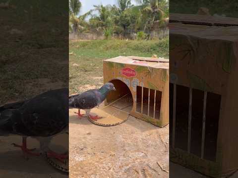 Amazing DIY Pigeon Trap Using Cardboard Box #youtubeshorts thumbnail