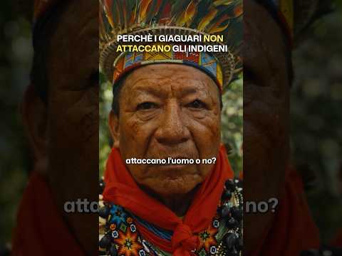 Perché i giaguari non attaccano gli indigeni #shorts #progettohappiness #amazonforest thumbnail