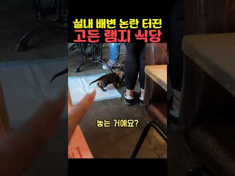 실내 배변 논란 터진 고든 램지 식당 thumbnail