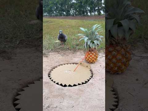 Quick Pigeon Trap Using Pineapple and Paper #youtubeshorts thumbnail