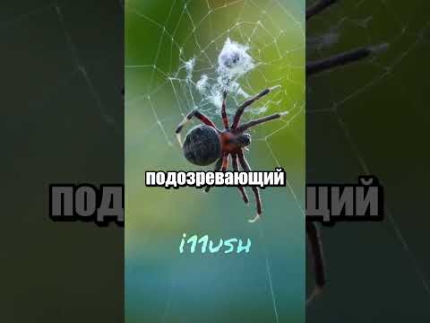 Паук для пауков (они реально его боятся) thumbnail