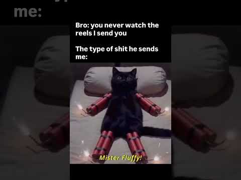 Crazy Cats 🫠😂 thumbnail