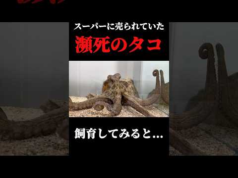 スーパーで購入したタコを飼育してみると… thumbnail