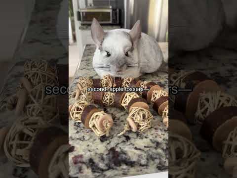 Shhhh… don’t tell the humans!!! 🤫 😏 #chinchilla #smallpets #freestuff #littlepals #cute thumbnail