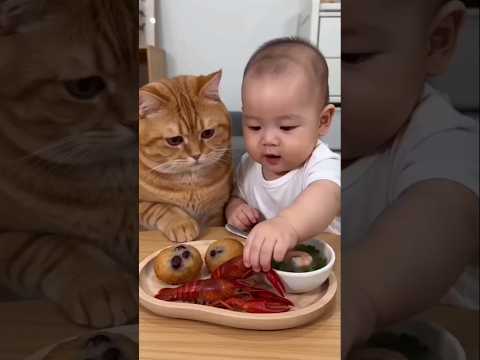cat & baby #funny #comedy #funnyshorts thumbnail