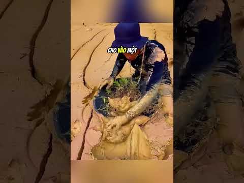 Anh ấy tìm thấy vàng sau khi giải cứu bụi cây#daochieu #shorts thumbnail