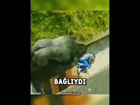 Goril Kafesine DÜŞEN Çocuğu Korudu🦍 😨 #shorts thumbnail