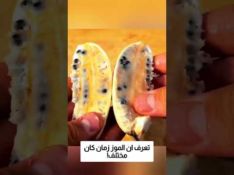 تعرف ان الموز زمان كان مختلف! thumbnail